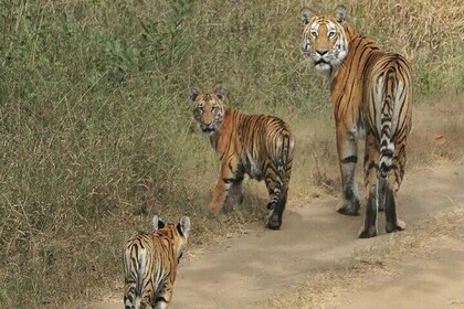 Safari in Pench National Park