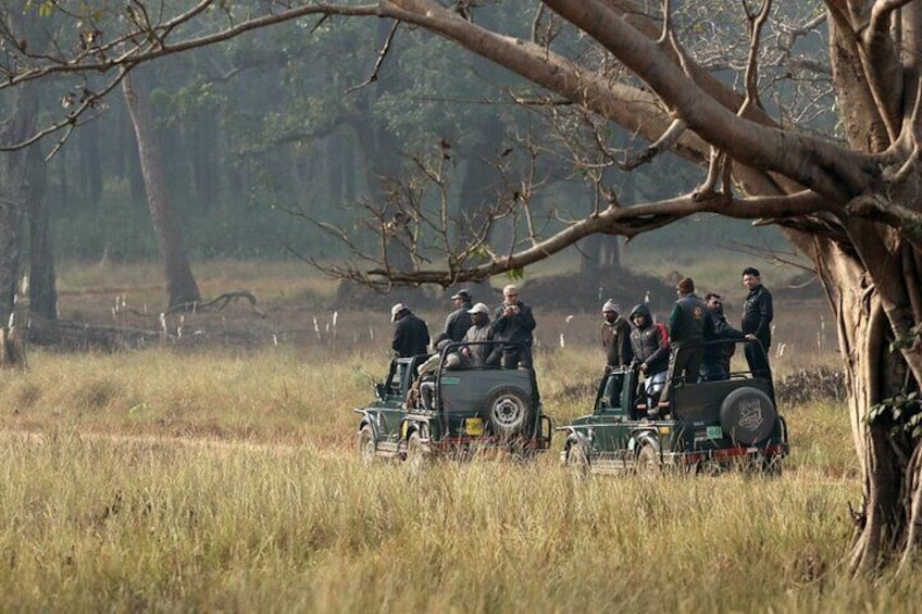 Safari in Pench National Park