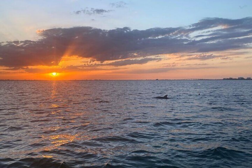 Sunset and Dolphin Cruise around Fort Myers Beach