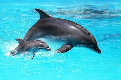 4-Hr Dolphin Tour & Nearshore Fishing Adventure (Flowing Water Charters)