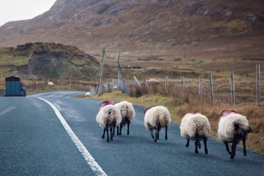 Connemara & Mayo pub tour from Westport. Mayo. Private guide. Full day.