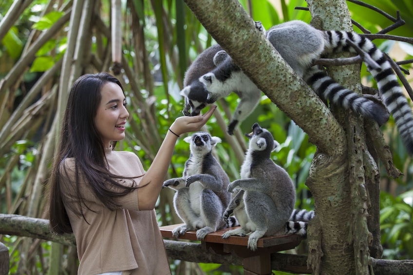 Zoo Explorer Package at Bali Zoo