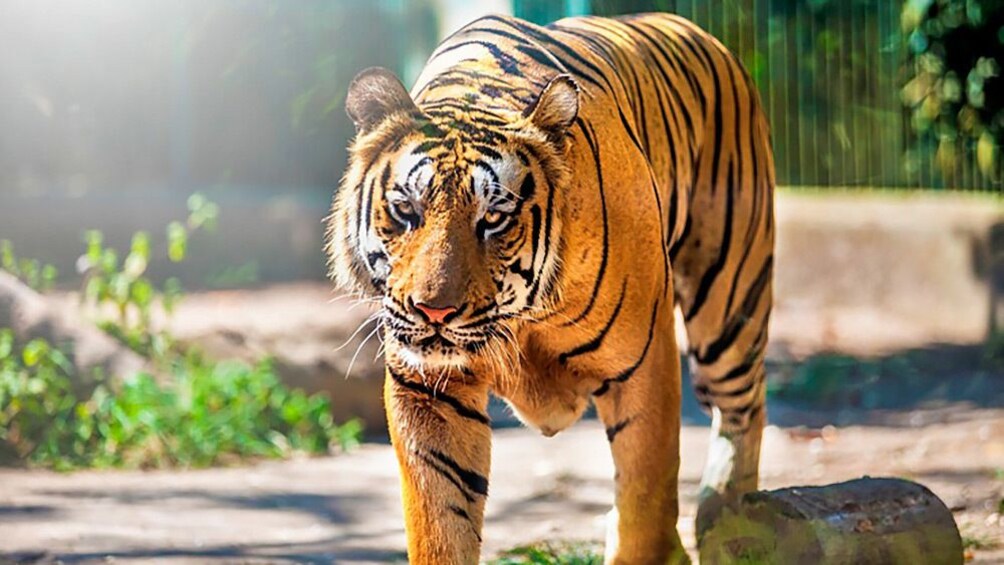 Tampilkan item 3 dari 7. Stunning close up of tiger walking towards camera.