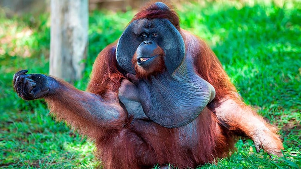 Close up of primate sitting on grass.