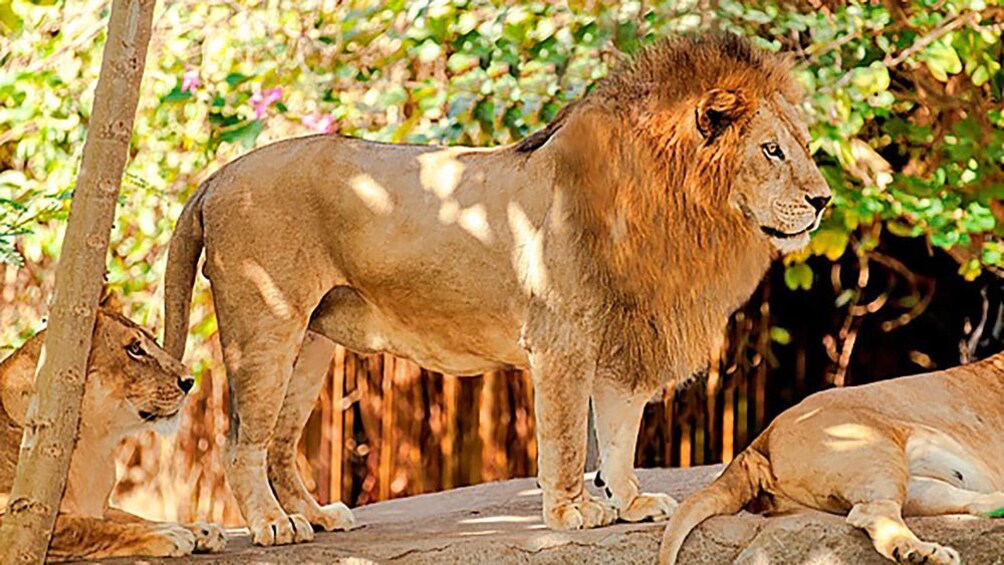 Tampilkan item 4 dari 7. Close up of lion standing on platform.