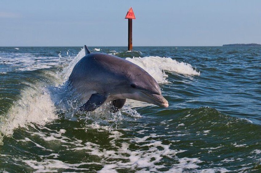 See wild dolphins!