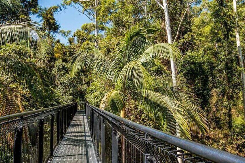 Tamborine Rainforest Skywalk + Hop on Hop off Shuttle