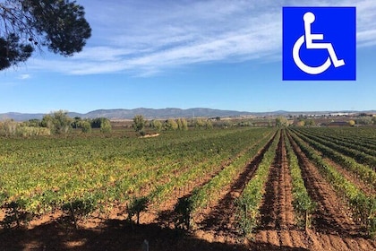 Accessible Valencia: Private, Accessible Wine Tour with Lunch