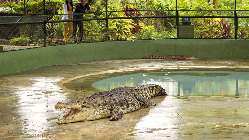 Show item 1 of 9. Private Crocodile Farm & Underwater World Tour