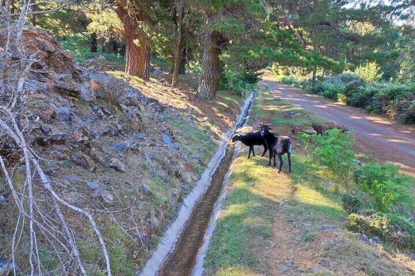 Levada