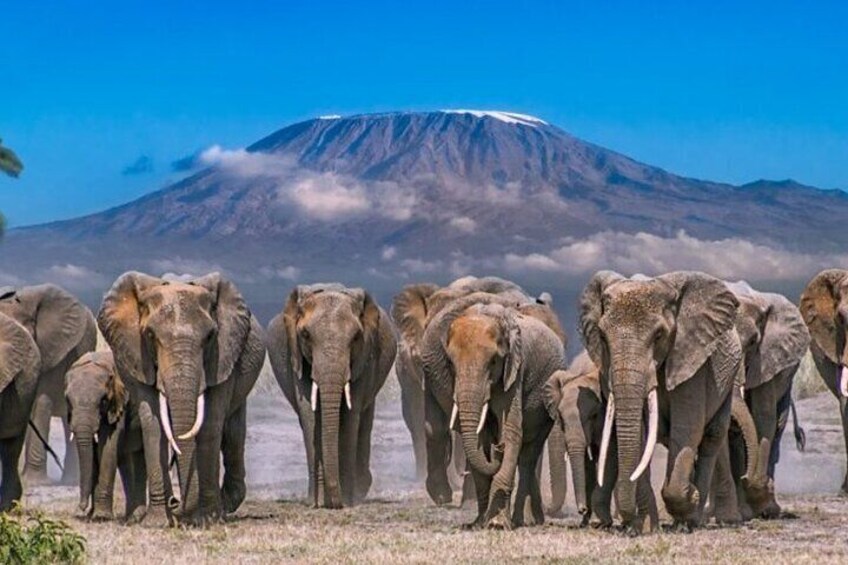 1 Day Tour to Amboseli National Park From Nairobi