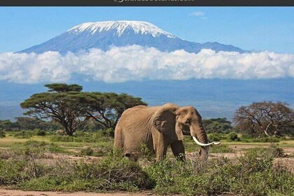 Dagstur - Amboseli nasjonalpark fra Nairobi