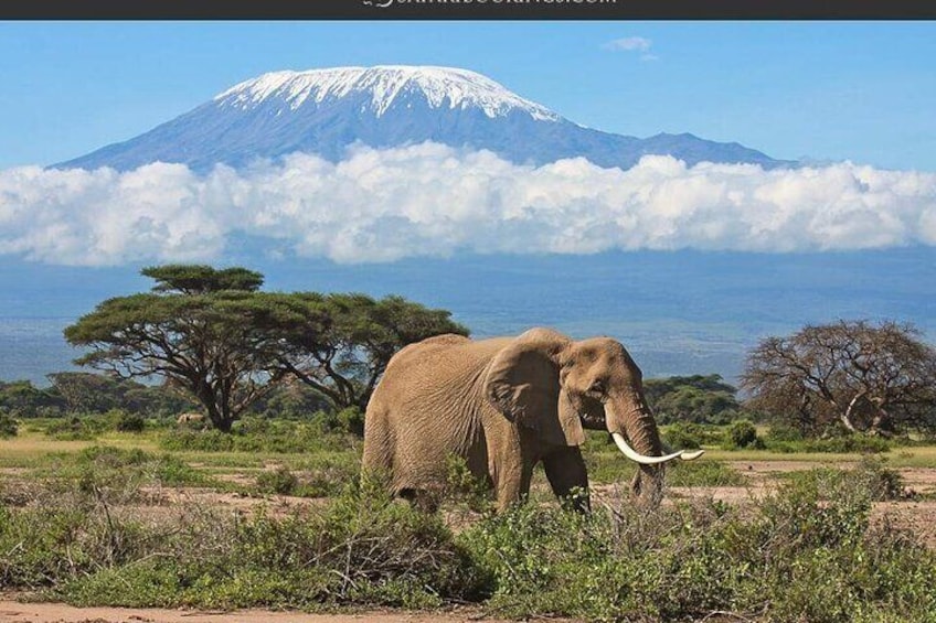 1 Day Tour to Amboseli National Park From Nairobi