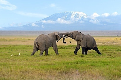 Tagesausflug – Amboseli-Nationalpark ab Nairobi