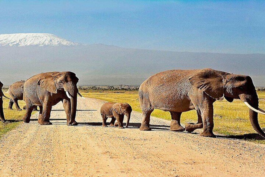 Amboseli national park