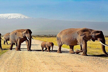 Dagstur - Amboseli nasjonalpark fra Nairobi