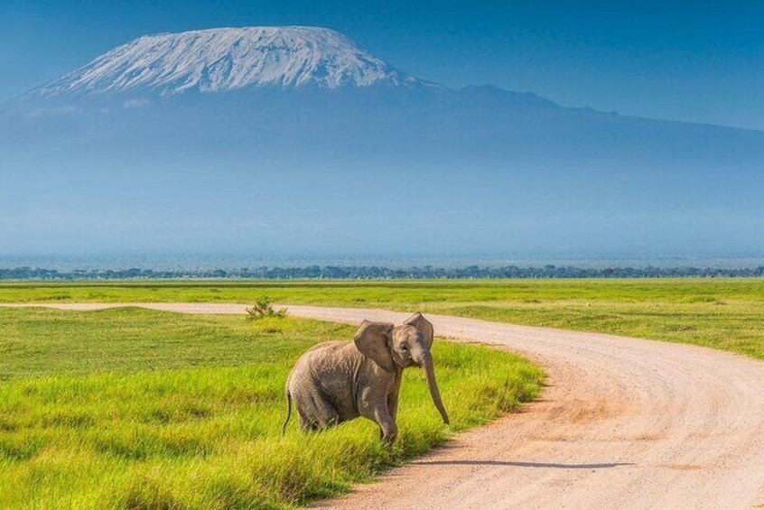 Amboseli national park