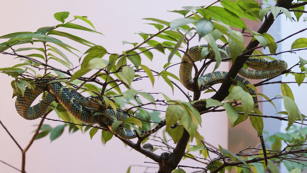Private Penang Island Discovery Tour