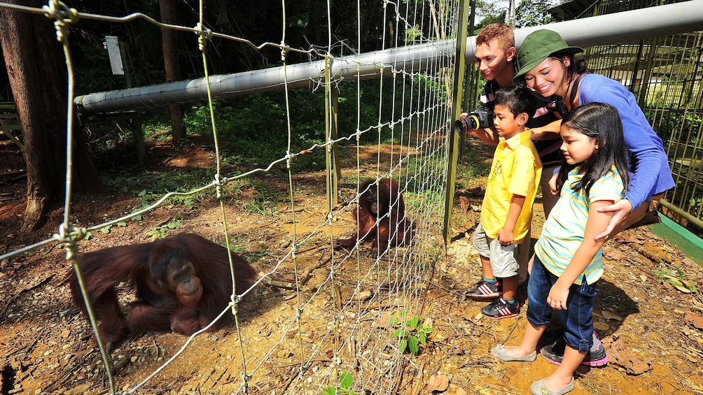 Private Orangutan and Charcoal Factory with Lunch 