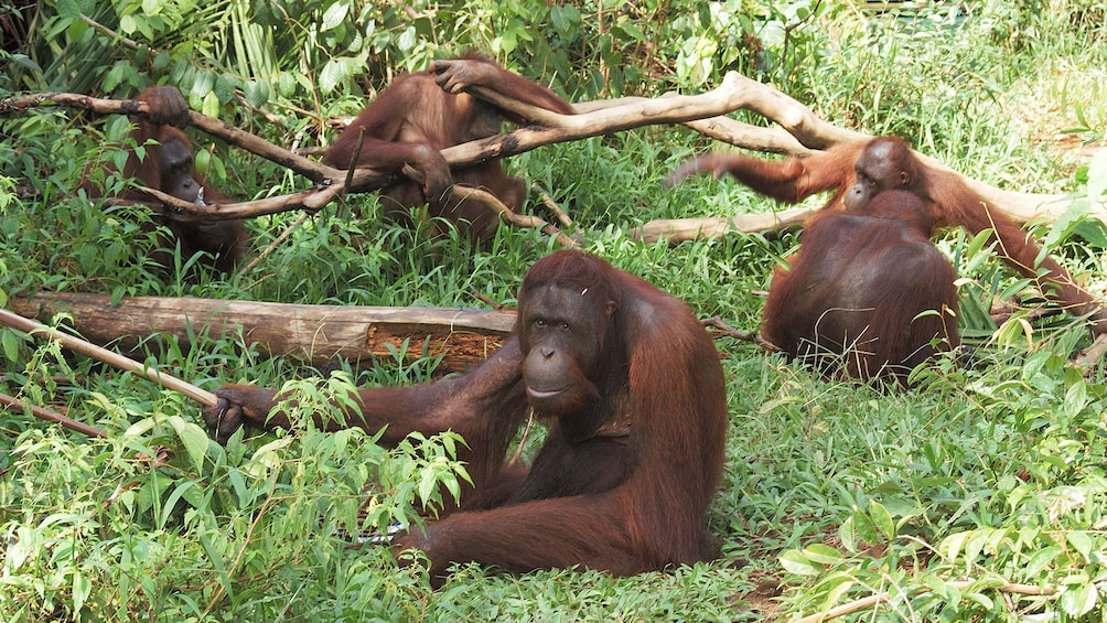 Private Orangutan and Charcoal Factory with Lunch 