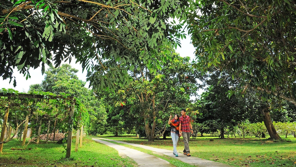 Private Tropical Fruit Farm Tour