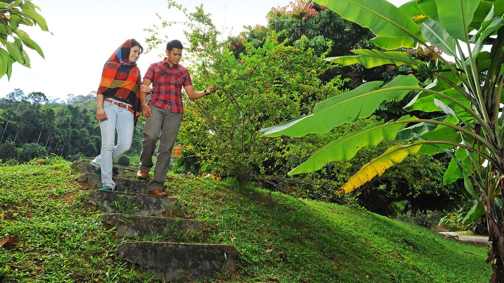 Private Tropical Fruit Farm Tour