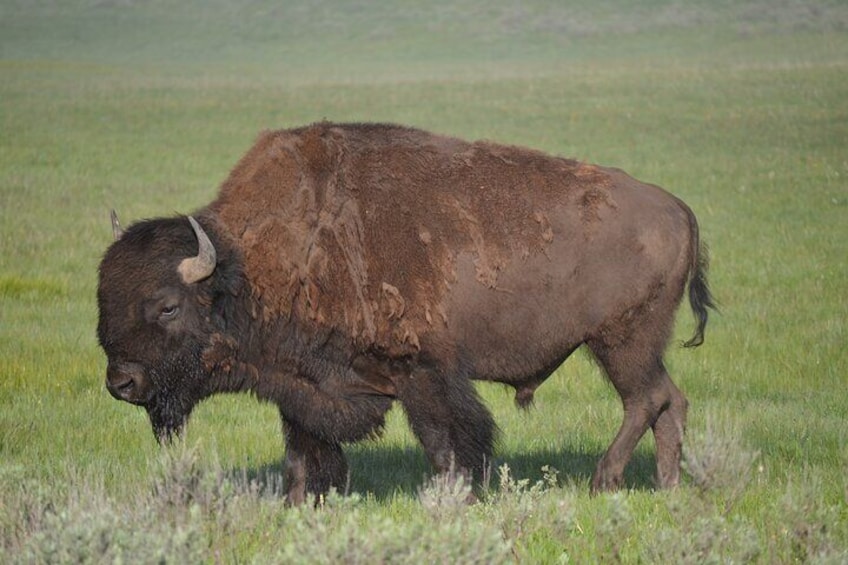 E-Bike Tours in Yellowstone National Park