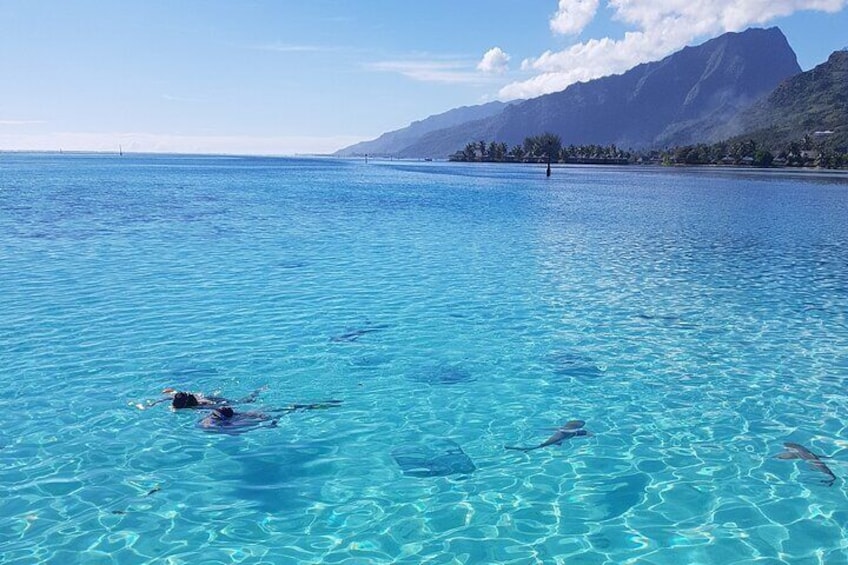 Snorkeling excursion, discovery of the lagoon and its fauna. Intimate vessel.