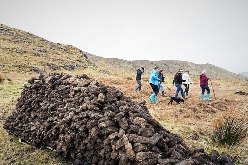 Visit traditional working sheep farm & sheepdog demo. Galway. Guided. 1 ½ hours.