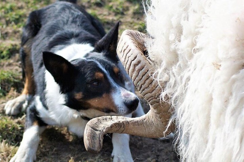 Visit traditional working sheep farm & sheepdog demo. Galway. Guided. 1 ½ hours.