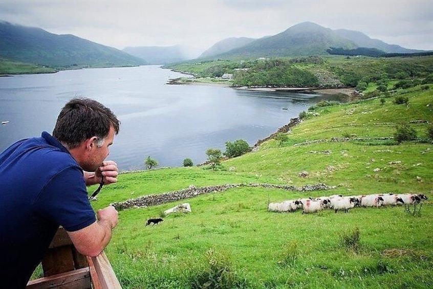 Visit traditional working sheep farm & sheepdog demo. Galway. Guided. 1 ½ hours.