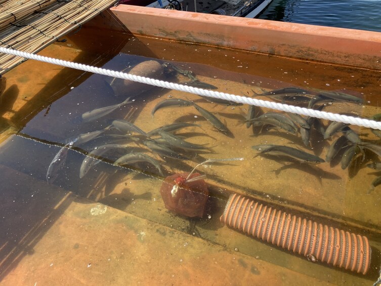 Show item 3 of 8. Octopus Pot Takotsubo Fishing and Inland Sea Cruising