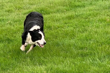 2-Day Private Liverpool BeatlesTour & Explore North Wales in a licensed Mer...