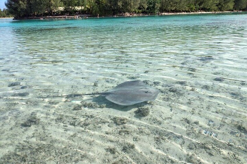 Eco excursion to the lagoon of Moorea by paddle or transparent kayak