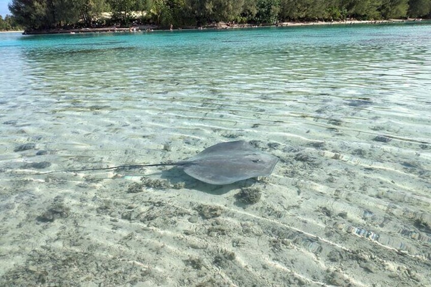 Eco excursion to the lagoon of Moorea by paddle or transparent kayak