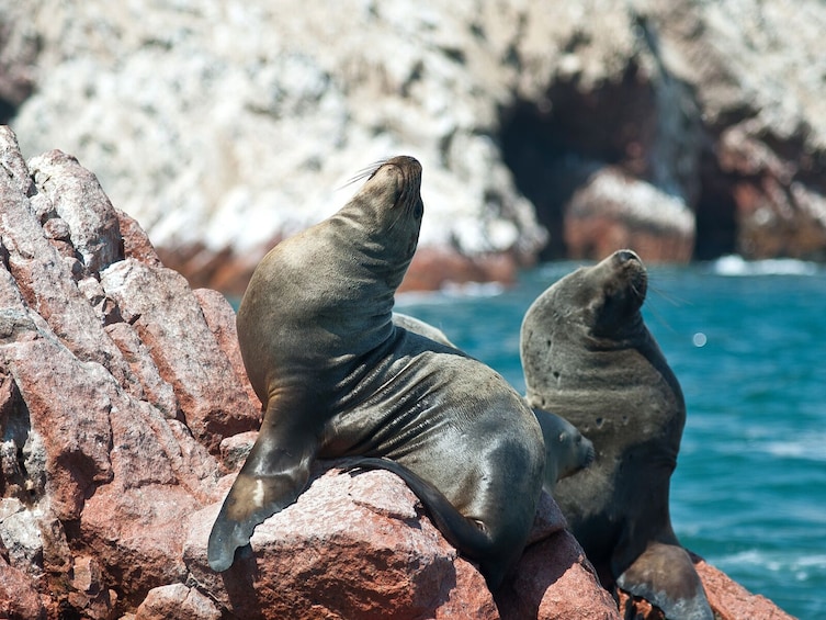 Paracas and Ica Full Day Trip from Lima