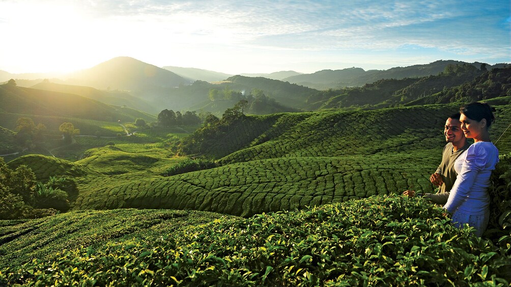 Private 2-Day Cameron Highlands Tour from Kuala Lumpur