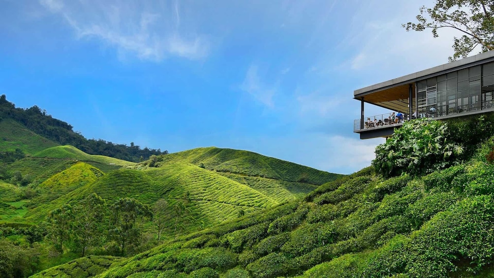 Show item 5 of 8. Private 2-Day Cameron Highlands Tour from Kuala Lumpur
