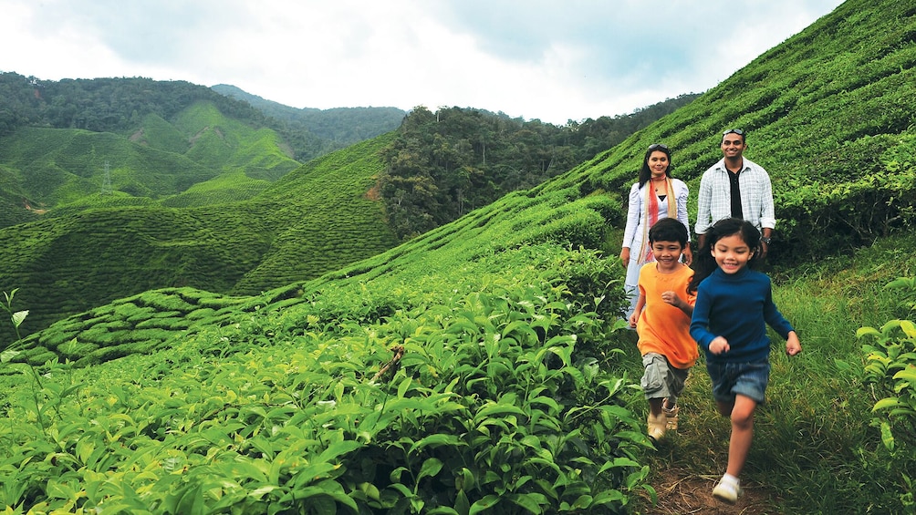 Private 2-Day Cameron Highlands (ending Penang)