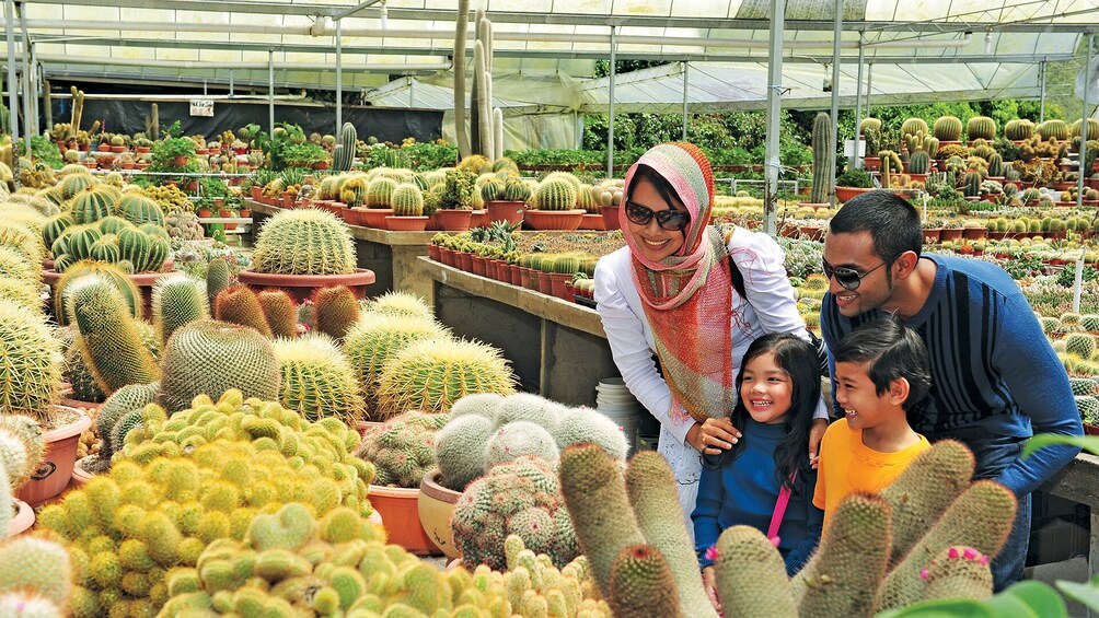 Private 2-Day Cameron Highlands (ending Penang)