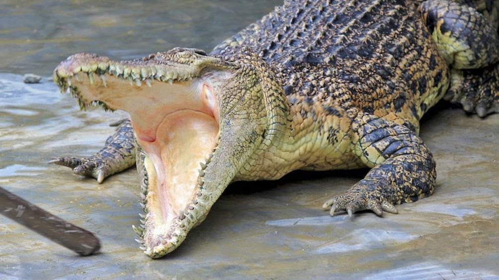 Close up of an Alligator with its mouth open