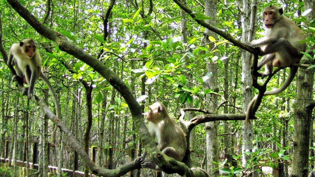 Monkeys up in a tree