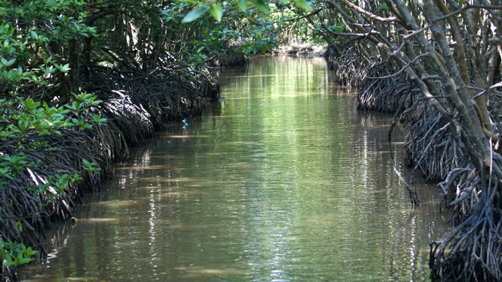 a canal cutting through a jungle