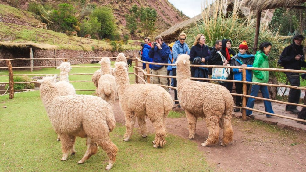 Tourists observing several alpacas.
