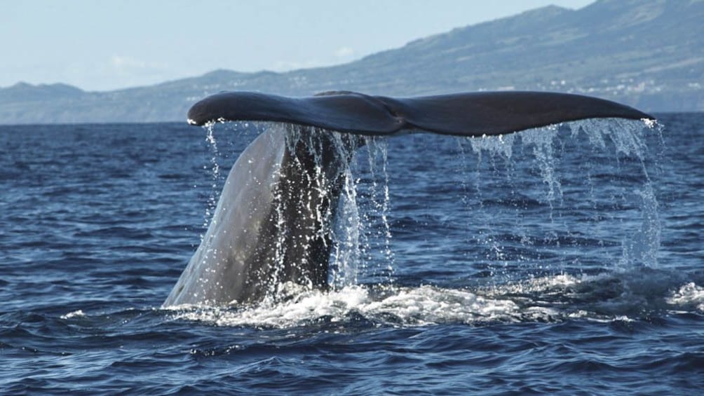 Close up of tail of large whale in the ocean.