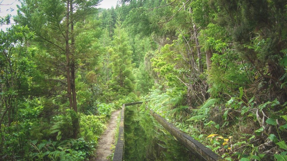View of forest area with several trees.