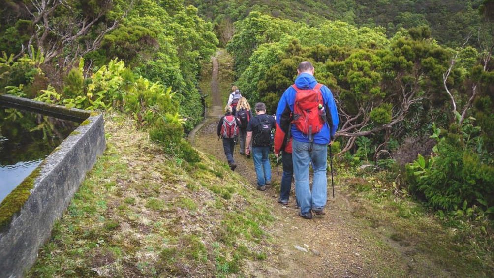 Group of people hiking down forest trail.