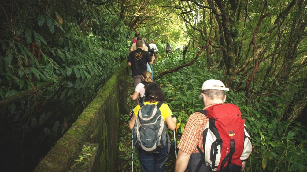 Group of people hiking down forest trail surrounded by trees.