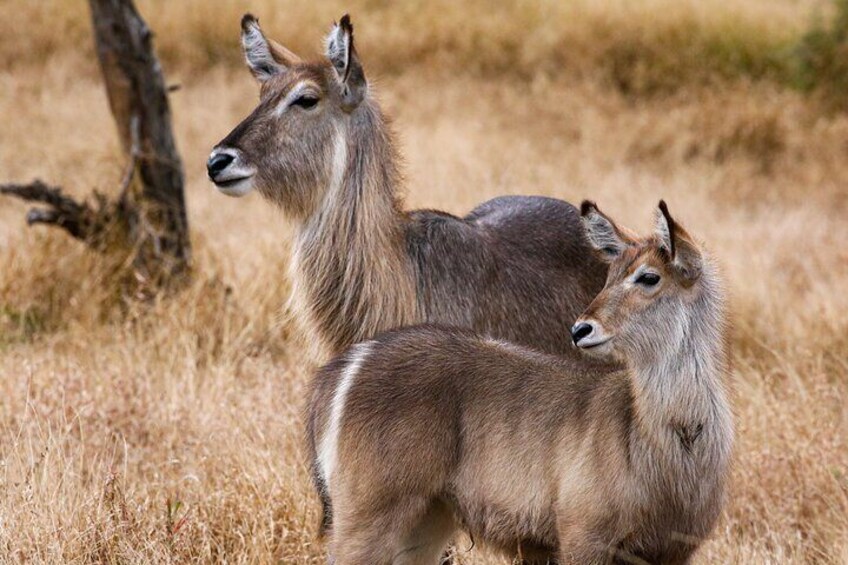 Waterbuck Mother and calf

