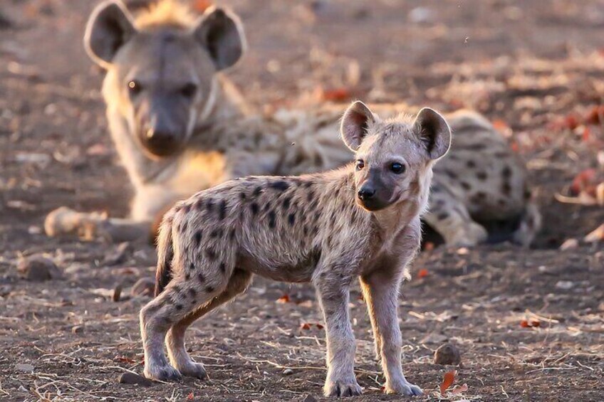 Hyena pup